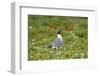 Laughing Gull, Larus atricilla, breeding activity-Larry Ditto-Framed Photographic Print