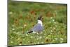 Laughing Gull, Larus atricilla, breeding activity-Larry Ditto-Mounted Photographic Print