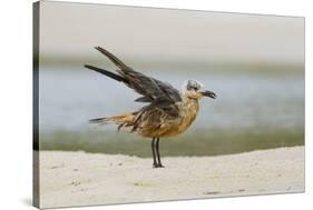 Laughing Gull (Leucophaeus Atricilla) Juvenile-Gerrit Vyn-Stretched Canvas