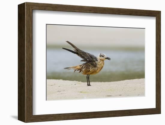 Laughing Gull (Leucophaeus Atricilla) Juvenile-Gerrit Vyn-Framed Photographic Print