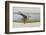 Laughing Gull (Leucophaeus Atricilla) Juvenile-Gerrit Vyn-Framed Photographic Print