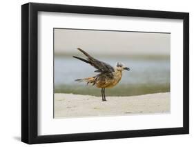 Laughing Gull (Leucophaeus Atricilla) Juvenile-Gerrit Vyn-Framed Photographic Print
