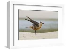 Laughing Gull (Leucophaeus Atricilla) Juvenile-Gerrit Vyn-Framed Photographic Print