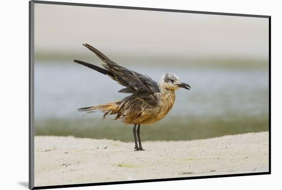 Laughing Gull (Leucophaeus Atricilla) Juvenile-Gerrit Vyn-Mounted Photographic Print