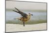 Laughing Gull (Leucophaeus Atricilla) Juvenile-Gerrit Vyn-Mounted Photographic Print