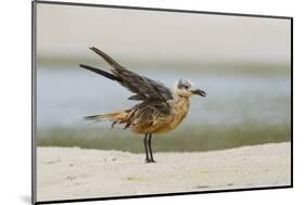 Laughing Gull (Leucophaeus Atricilla) Juvenile-Gerrit Vyn-Mounted Photographic Print