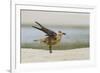 Laughing Gull (Leucophaeus Atricilla) Juvenile-Gerrit Vyn-Framed Photographic Print