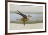 Laughing Gull (Leucophaeus Atricilla) Juvenile-Gerrit Vyn-Framed Photographic Print