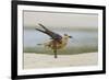 Laughing Gull (Leucophaeus Atricilla) Juvenile-Gerrit Vyn-Framed Photographic Print