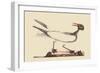 Laughing Gull-Mark Catesby-Framed Art Print