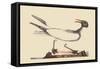 Laughing Gull-Mark Catesby-Framed Stretched Canvas