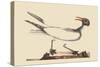 Laughing Gull-Mark Catesby-Stretched Canvas