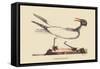 Laughing Gull-Mark Catesby-Framed Stretched Canvas