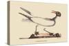 Laughing Gull-Mark Catesby-Stretched Canvas