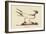 Laughing Gull-Mark Catesby-Framed Art Print