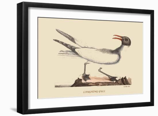 Laughing Gull-Mark Catesby-Framed Art Print