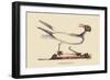 Laughing Gull-Mark Catesby-Framed Art Print