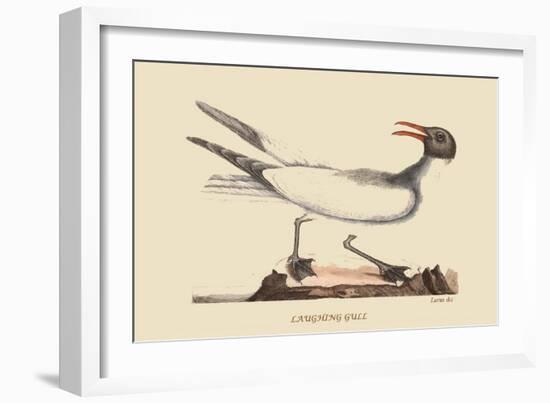 Laughing Gull-Mark Catesby-Framed Art Print