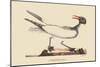 Laughing Gull-Mark Catesby-Mounted Art Print