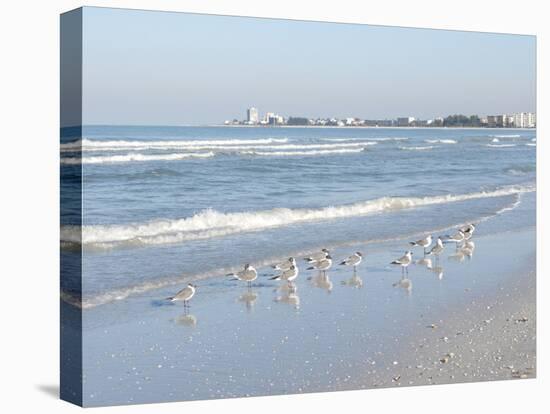 Laughing Gulls Along Crescent Beach, Sarasota, Florida, USA-Bernard Friel-Stretched Canvas