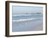 Laughing Gulls Along Crescent Beach, Sarasota, Florida, USA-Bernard Friel-Framed Premium Photographic Print