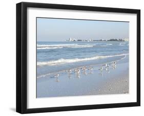 Laughing Gulls Along Crescent Beach, Sarasota, Florida, USA-Bernard Friel-Framed Premium Photographic Print
