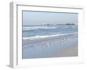 Laughing Gulls Along Crescent Beach, Sarasota, Florida, USA-Bernard Friel-Framed Premium Photographic Print