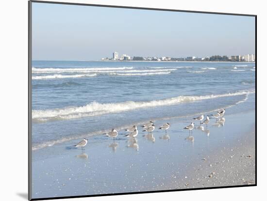 Laughing Gulls Along Crescent Beach, Sarasota, Florida, USA-Bernard Friel-Mounted Premium Photographic Print