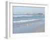 Laughing Gulls Along Crescent Beach, Sarasota, Florida, USA-Bernard Friel-Framed Photographic Print