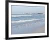 Laughing Gulls Along Crescent Beach, Sarasota, Florida, USA-Bernard Friel-Framed Photographic Print