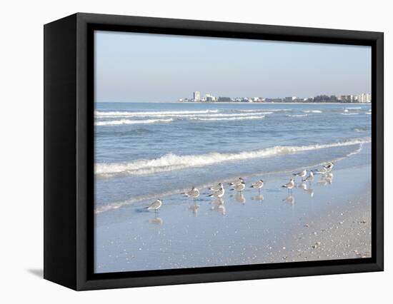 Laughing Gulls Along Crescent Beach, Sarasota, Florida, USA-Bernard Friel-Framed Stretched Canvas