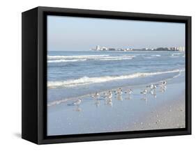 Laughing Gulls Along Crescent Beach, Sarasota, Florida, USA-Bernard Friel-Framed Stretched Canvas