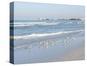 Laughing Gulls Along Crescent Beach, Sarasota, Florida, USA-Bernard Friel-Stretched Canvas