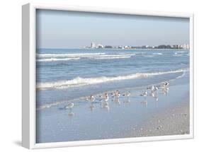 Laughing Gulls Along Crescent Beach, Sarasota, Florida, USA-Bernard Friel-Framed Photographic Print