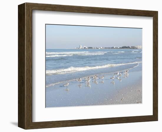 Laughing Gulls Along Crescent Beach, Sarasota, Florida, USA-Bernard Friel-Framed Photographic Print