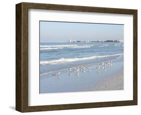 Laughing Gulls Along Crescent Beach, Sarasota, Florida, USA-Bernard Friel-Framed Photographic Print