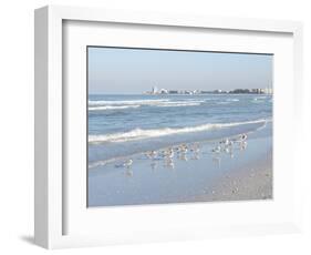 Laughing Gulls Along Crescent Beach, Sarasota, Florida, USA-Bernard Friel-Framed Photographic Print