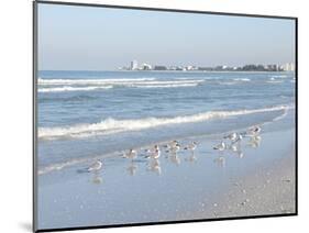 Laughing Gulls Along Crescent Beach, Sarasota, Florida, USA-Bernard Friel-Mounted Photographic Print