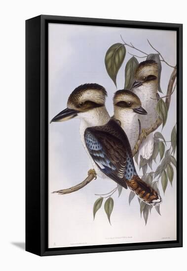 Laughing Kookaburra (Dacelo Novaeguineae)-John Gould-Framed Stretched Canvas