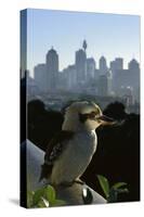 Laughing Kookaburra on City Balcony Rail-null-Stretched Canvas