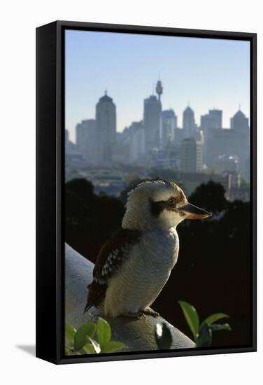 Laughing Kookaburra on City Balcony Rail-null-Framed Stretched Canvas