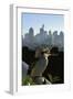 Laughing Kookaburra on City Balcony Rail-null-Framed Photographic Print