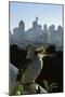 Laughing Kookaburra on City Balcony Rail-null-Mounted Photographic Print