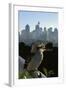 Laughing Kookaburra on City Balcony Rail-null-Framed Photographic Print