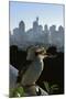 Laughing Kookaburra on City Balcony Rail-null-Mounted Photographic Print