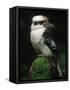 Laughing Kookaburra Perched on Log-Martin Harvey-Framed Stretched Canvas