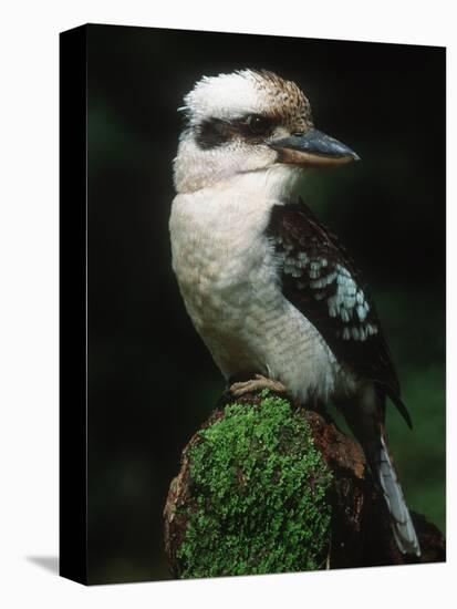 Laughing Kookaburra Perched on Log-Martin Harvey-Stretched Canvas