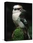 Laughing Kookaburra Perched on Log-Martin Harvey-Stretched Canvas