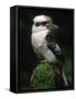 Laughing Kookaburra Perched on Log-Martin Harvey-Framed Stretched Canvas