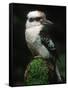 Laughing Kookaburra Perched on Log-Martin Harvey-Framed Stretched Canvas